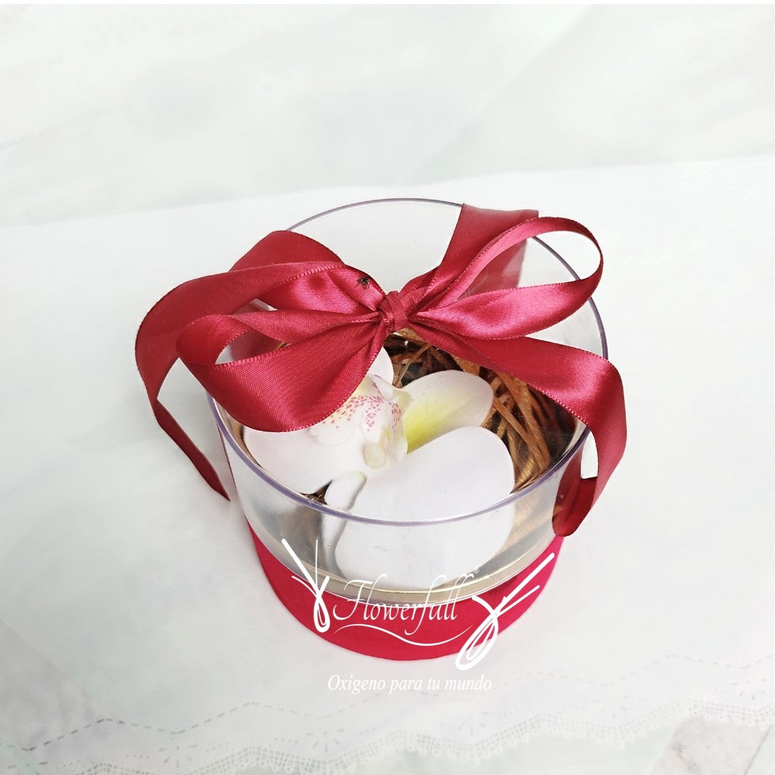 Rote Box-Orchidee
