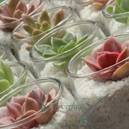 Eventos Guatemala Suculentas | Flowerfull