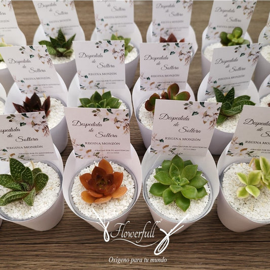 Recuerdo suculenta | Flowerfull  terra & green