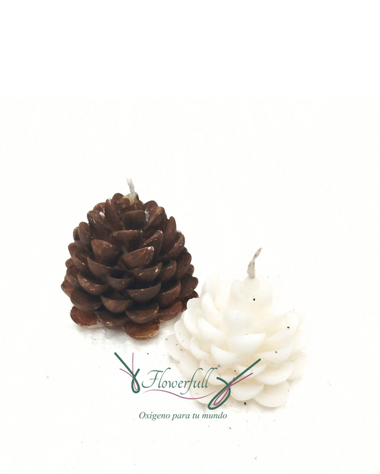 Candela bellota pino