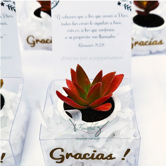 RED succulent | Recuerdos - Gift Box